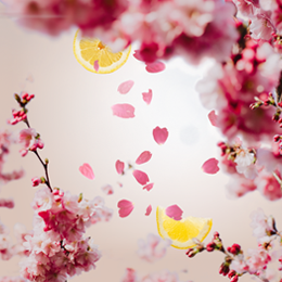  Cerisier en Fleurs